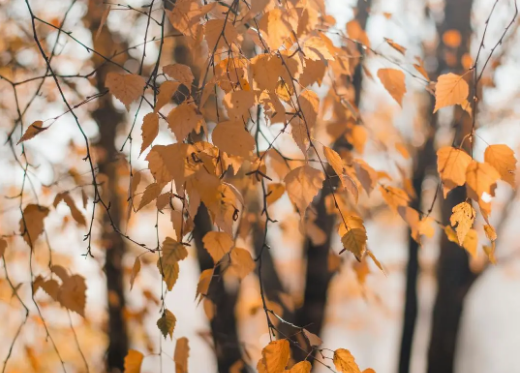 1723429352847708.png 1723429352847708.png